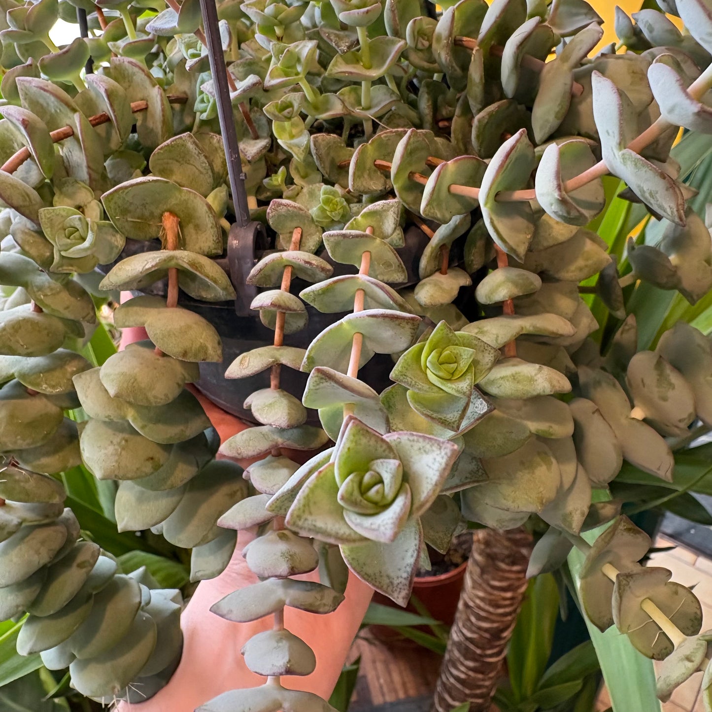 Crassula Jade Necklace