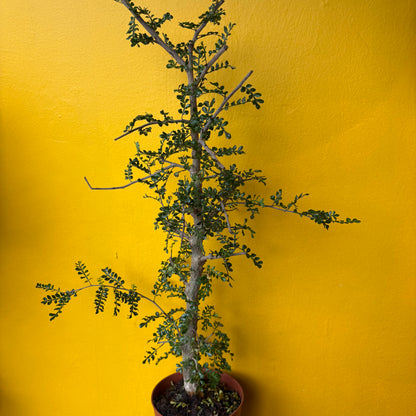 Elephant tree