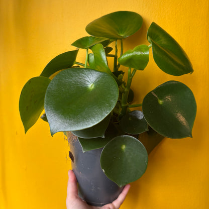 Raindrop Plant