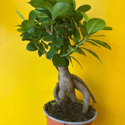 Ficus Ginseng - Small/Medium