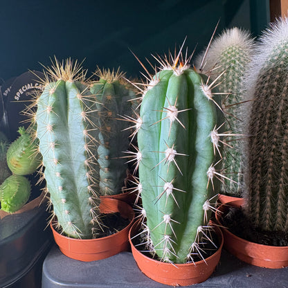 Cactus Mini's that grow tall