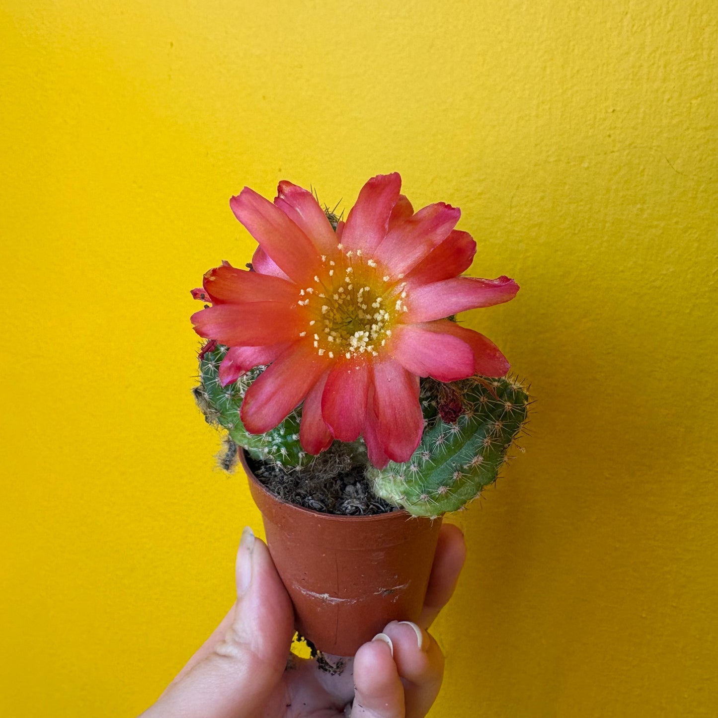 Cactus `Chamaecereus Ubink Cerise` - Mini