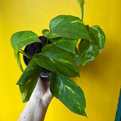 Pothos 'Golden/Lime'- Medium