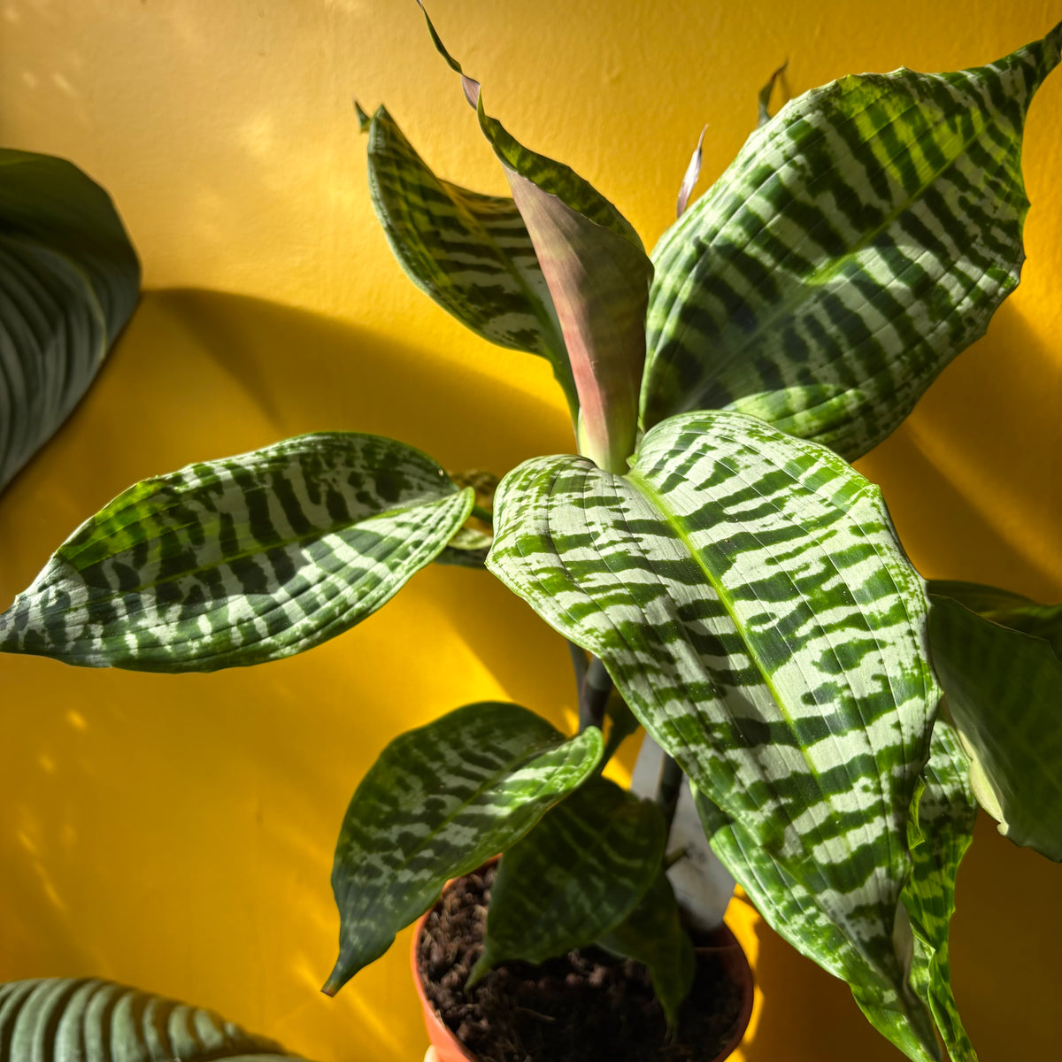 Dracaena ‘Goldieana’ - Medium