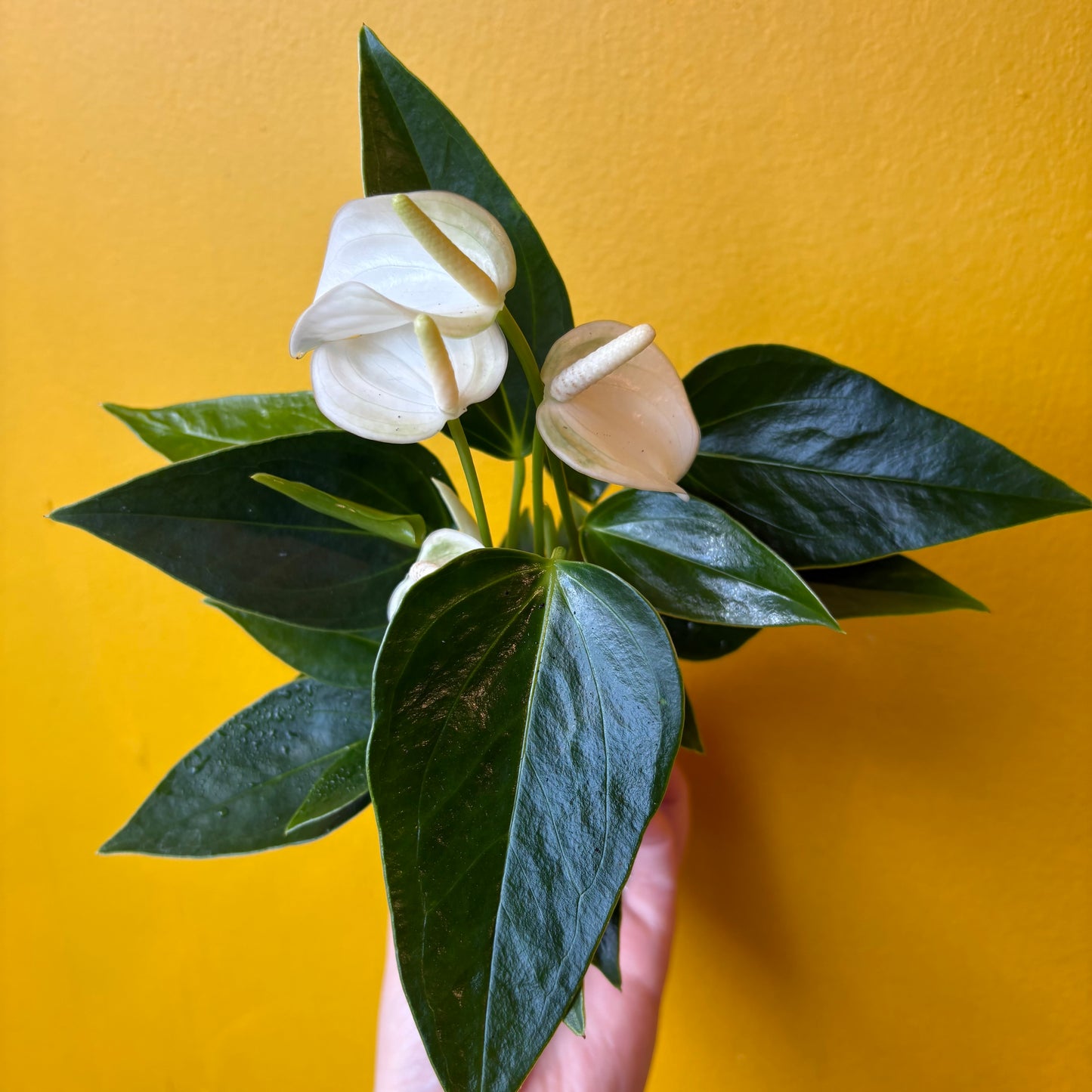 Flamingo Flowers- Mini