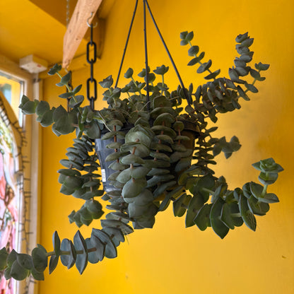 Crassula Jade Necklace