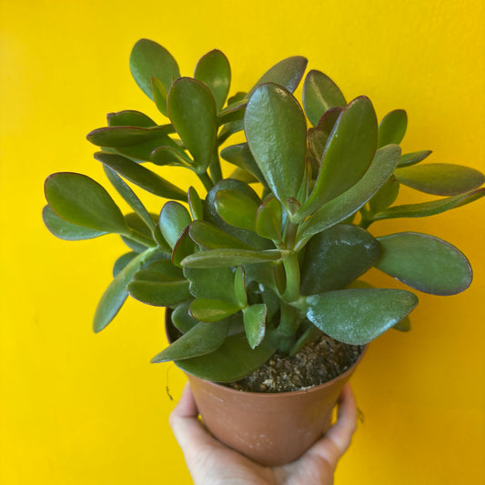 Money Plants - Medium