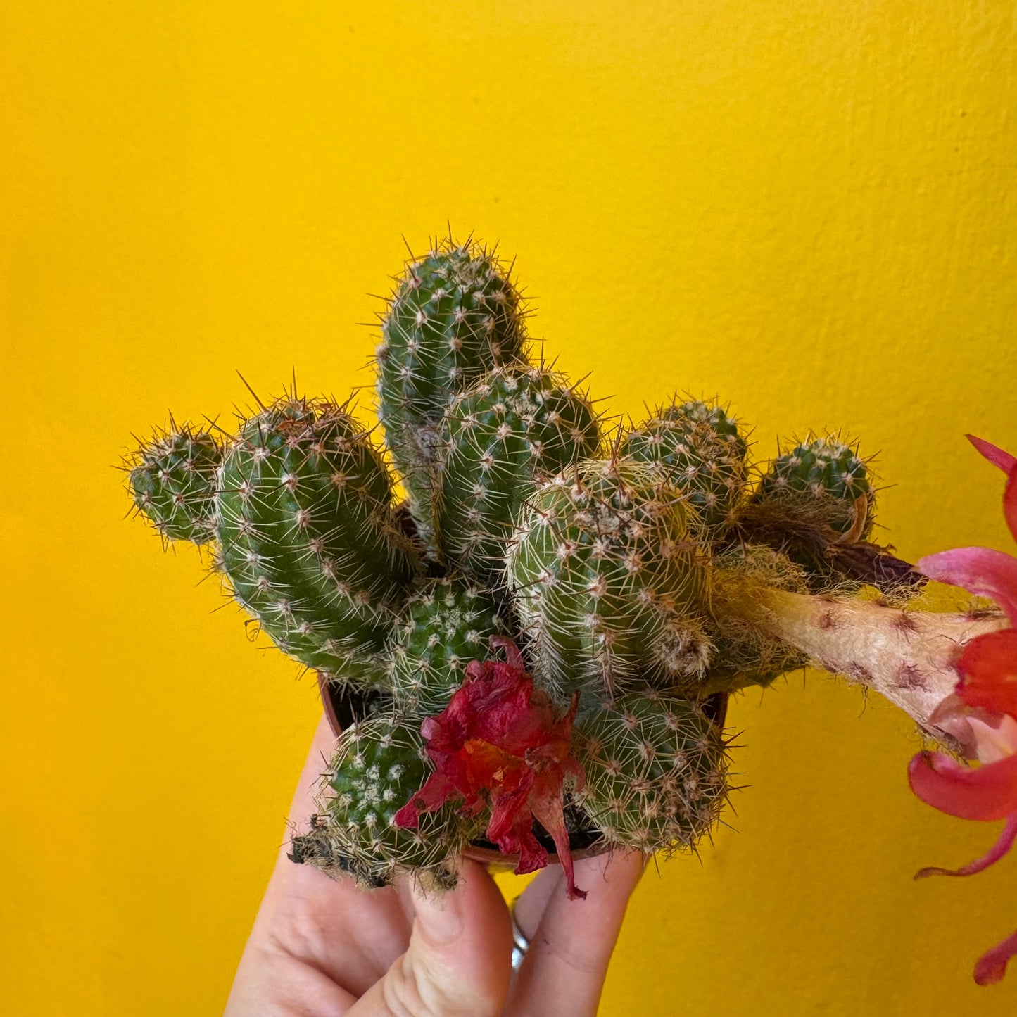 Cactus `Chamaecereus Ubink Cerise` - Mini