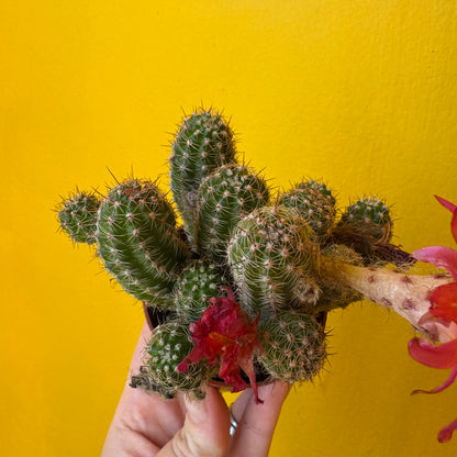 Cactus `Chamaecereus Ubink Cerise` - Mini