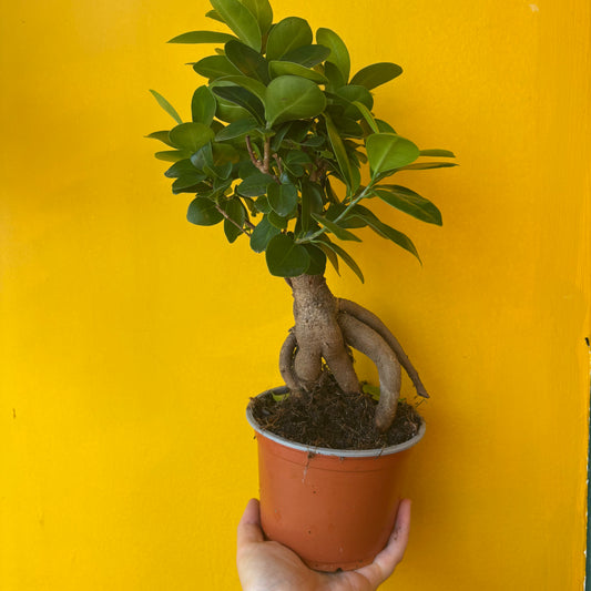 Ficus Ginseng - Small/Medium