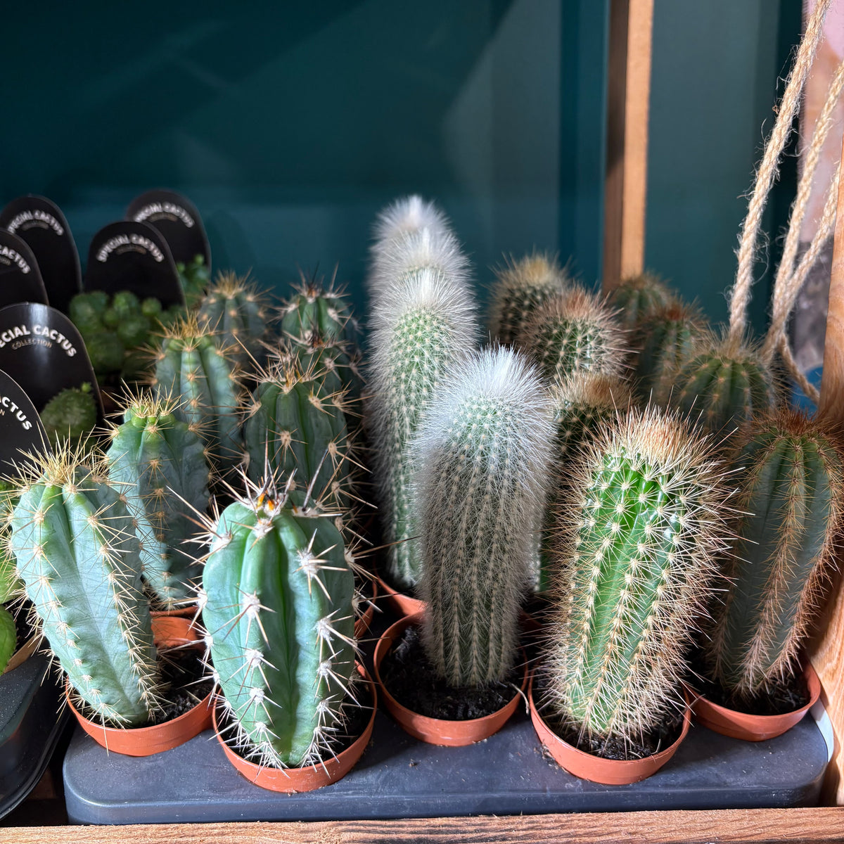 Cactus Mini's that grow tall
