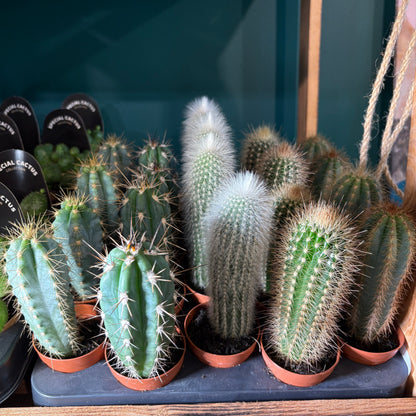Cactus Mini's that grow tall
