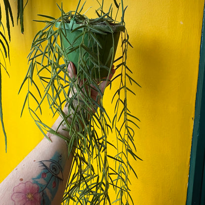 Hoya linearis