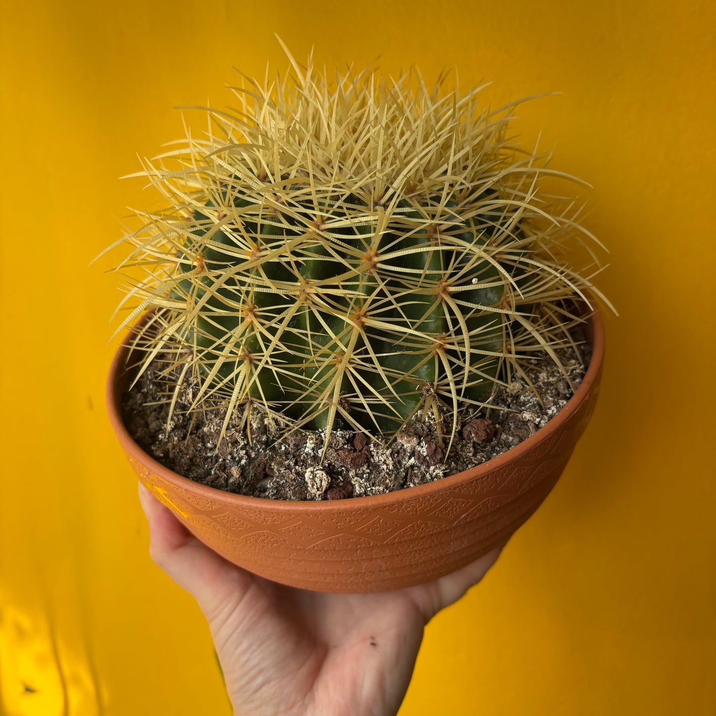 Cactus Golden Barrel - Large or XL