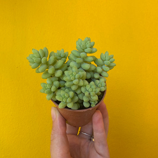Donkeys/Burros Tail Succulent - Small