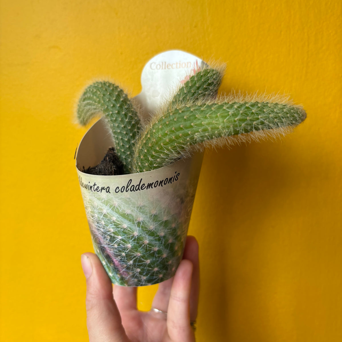 Cactus Hildewintera 'Monkey Tail'