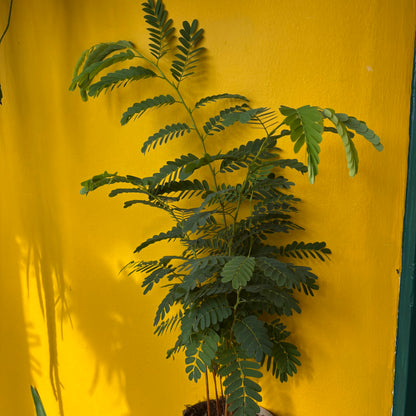 Tamarind Tree - Medium