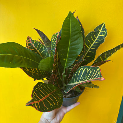Croton 'Petra' - Medium