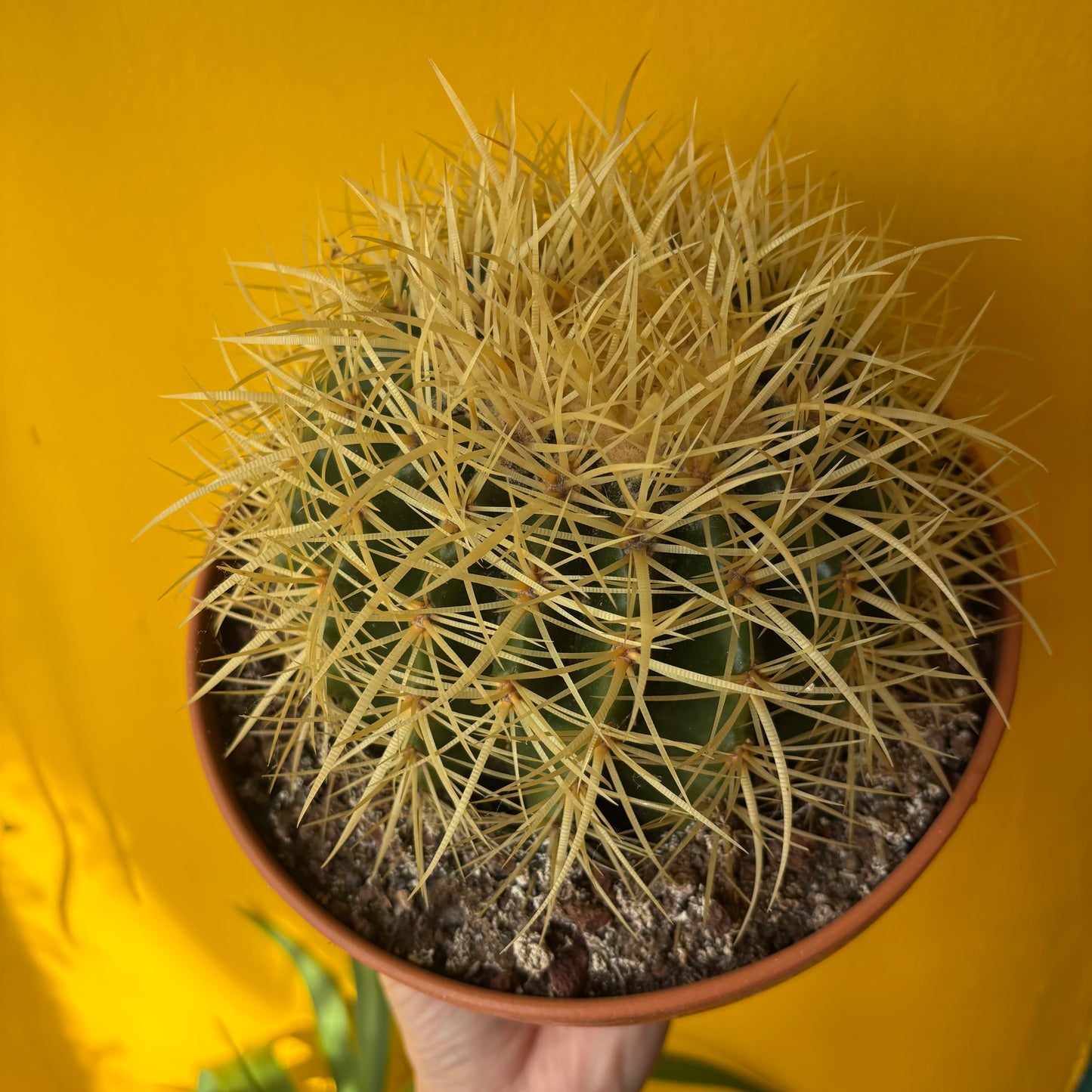 Cactus Golden Barrel - Large or XL