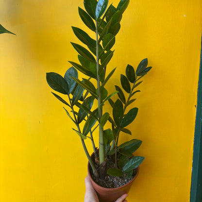 Zz Plant