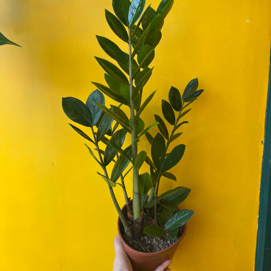 Zz Plant