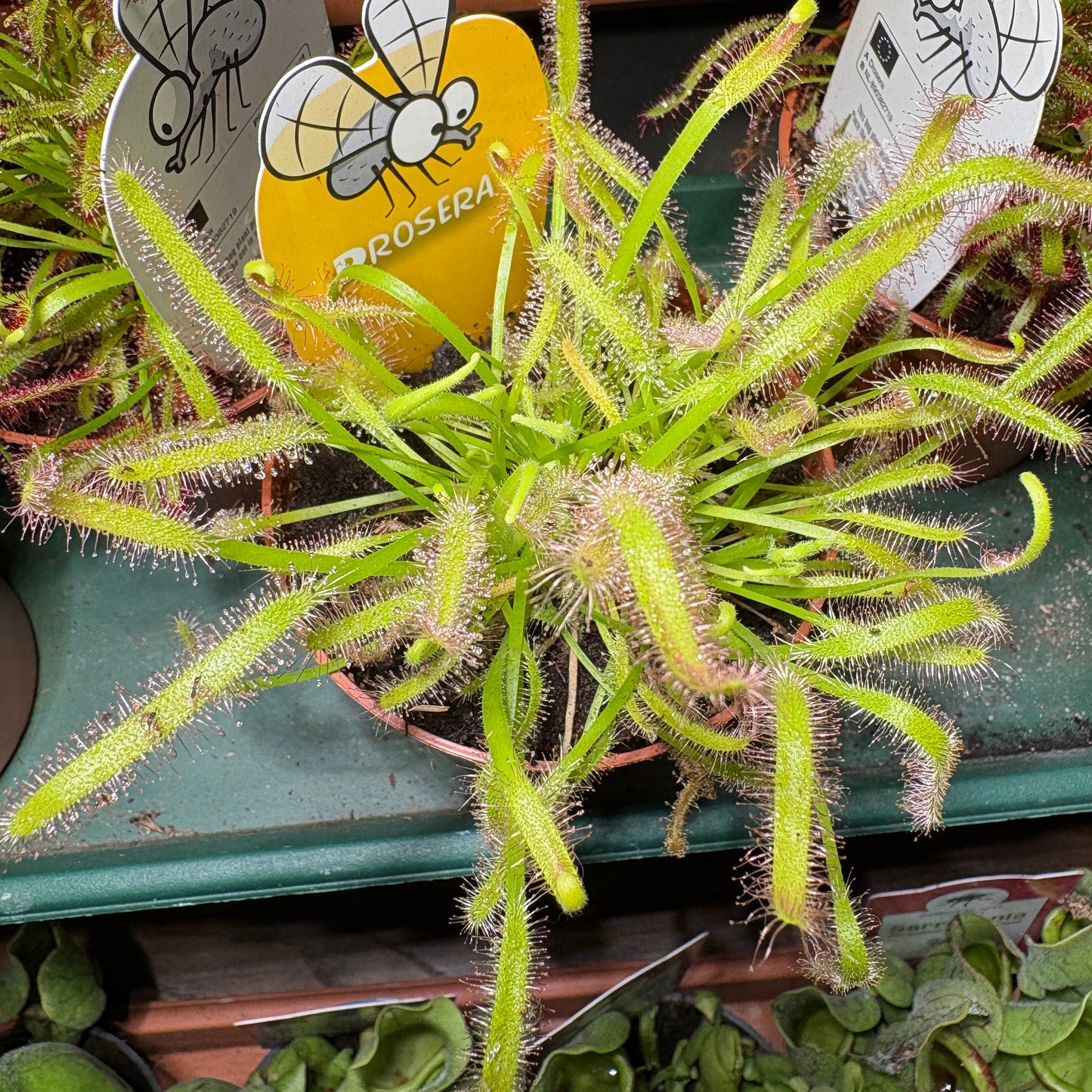 Carnivorous Cape Sundews - Small