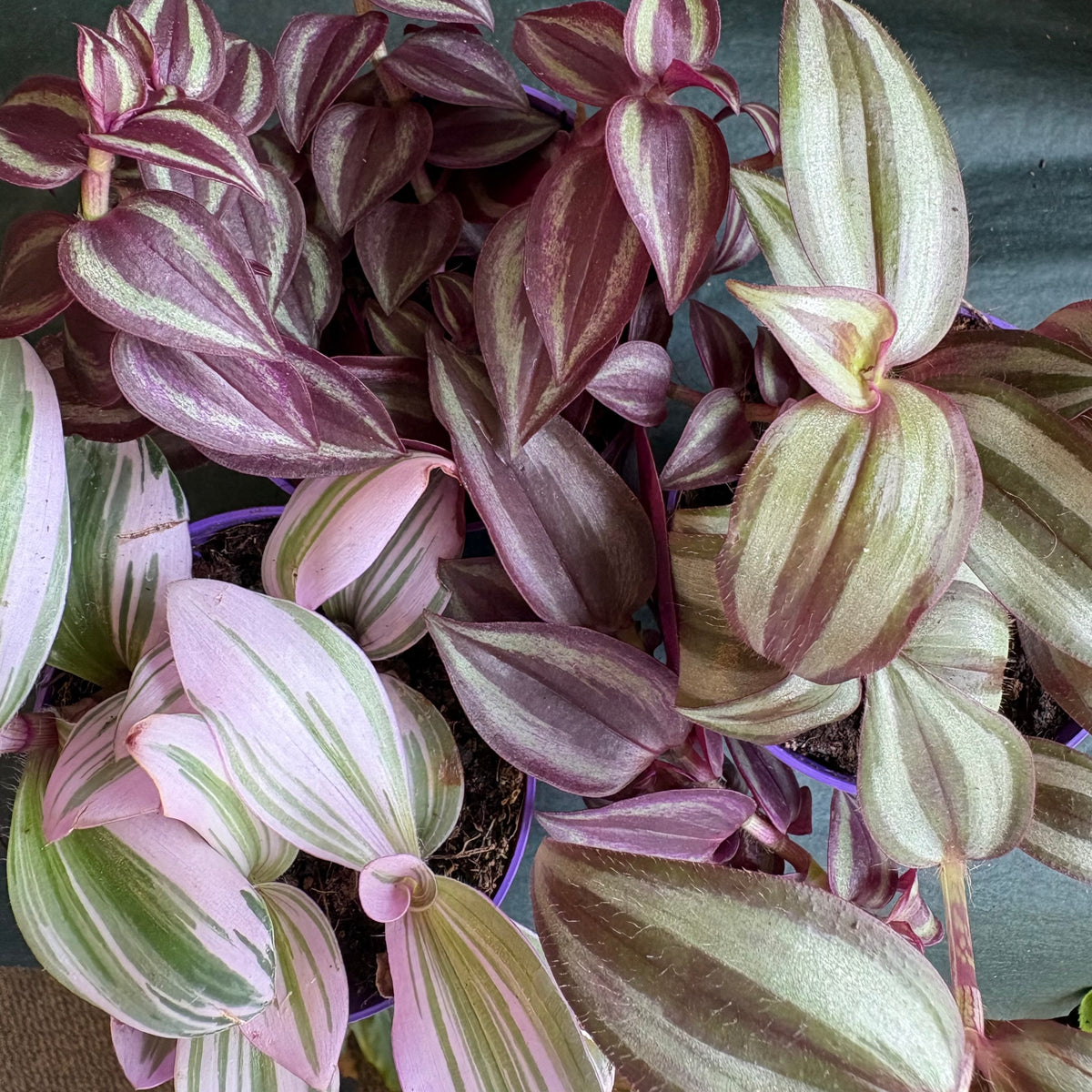 Spiderworts (Tradescantia)