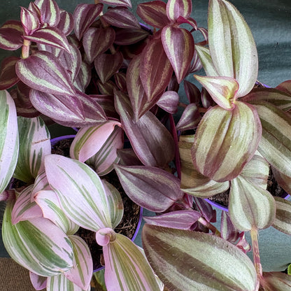Spiderworts (Tradescantia)
