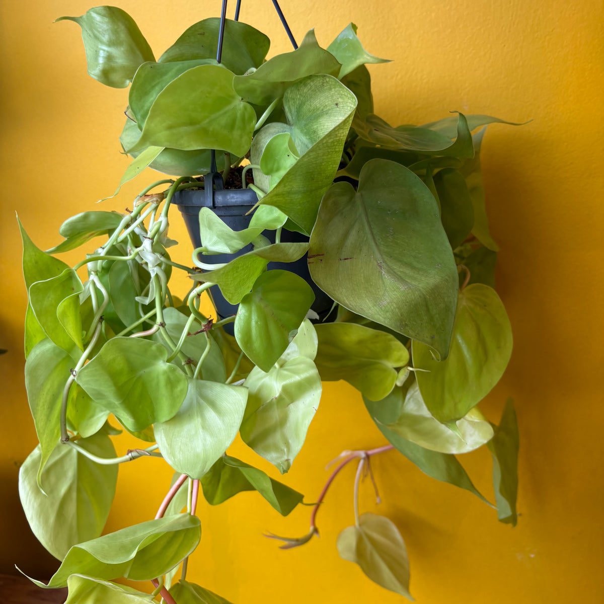 Heartleaf 'Lemon Lime' - Large
