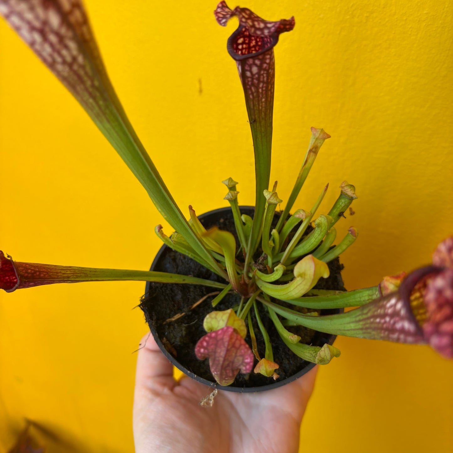 Carnivorous Pitcher Plant `Mississippi`- Medium