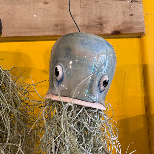 Airplant Jellyfish