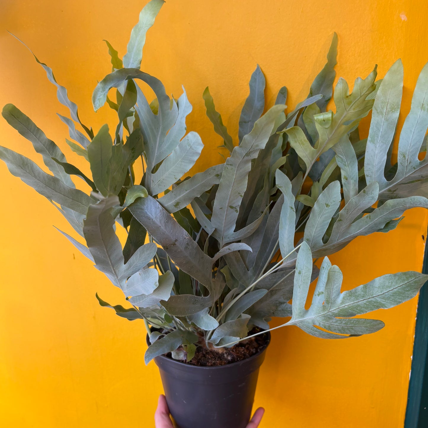 Fern `Blue Star`- Medium