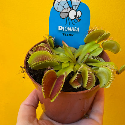 Carnivorous Venus Fly Trap `Flexx`