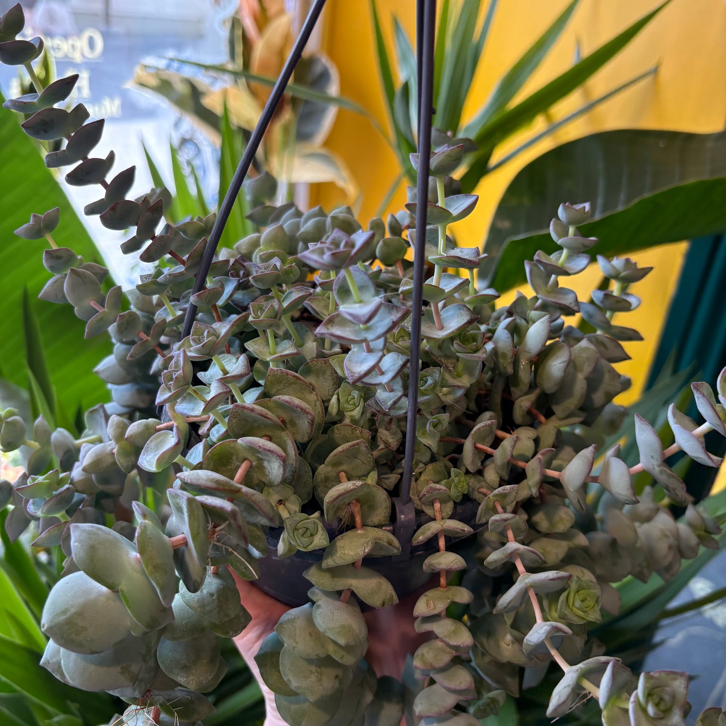 Crassula Jade Necklace