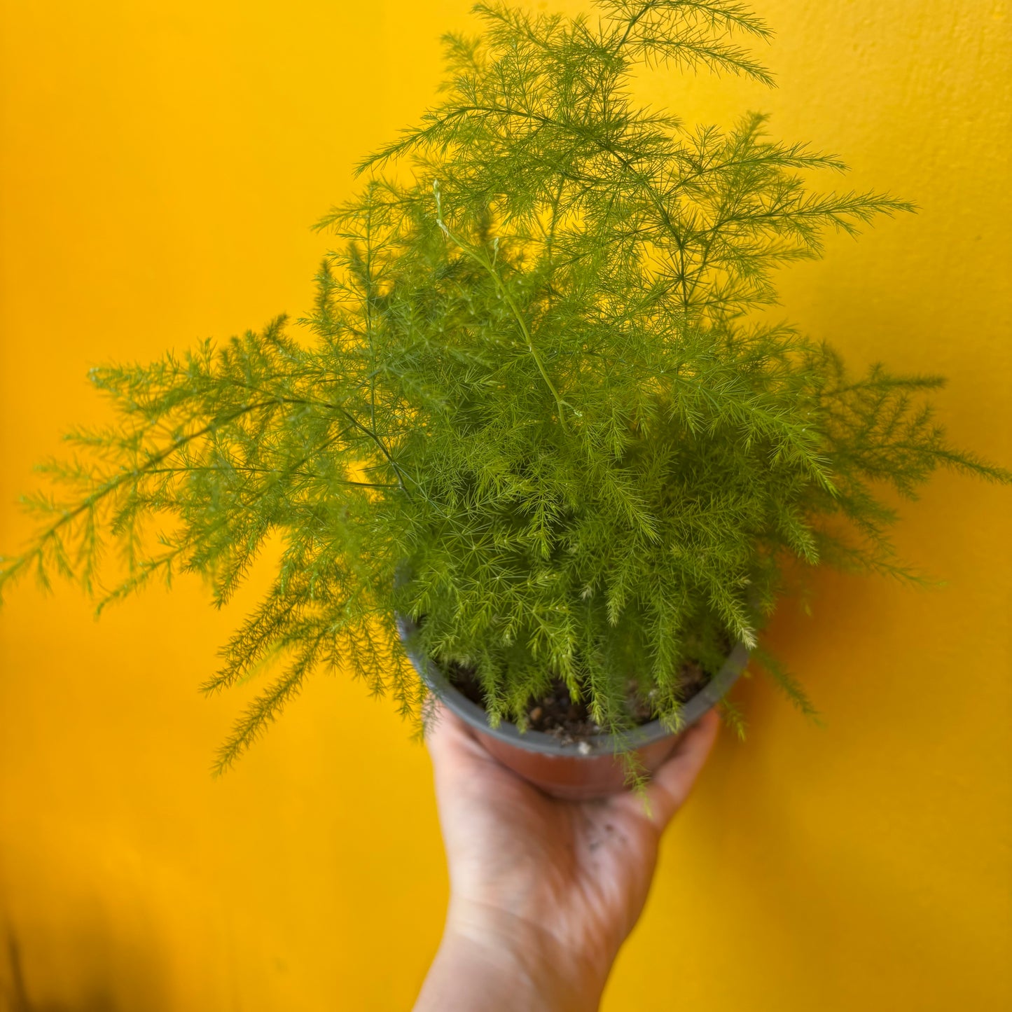 Fern Asparagus/Lace - Medium