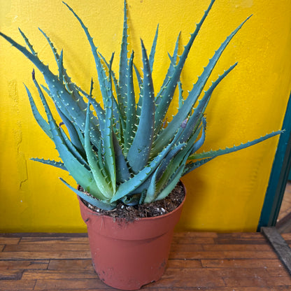 Aloe Tree/Candelabra - Large