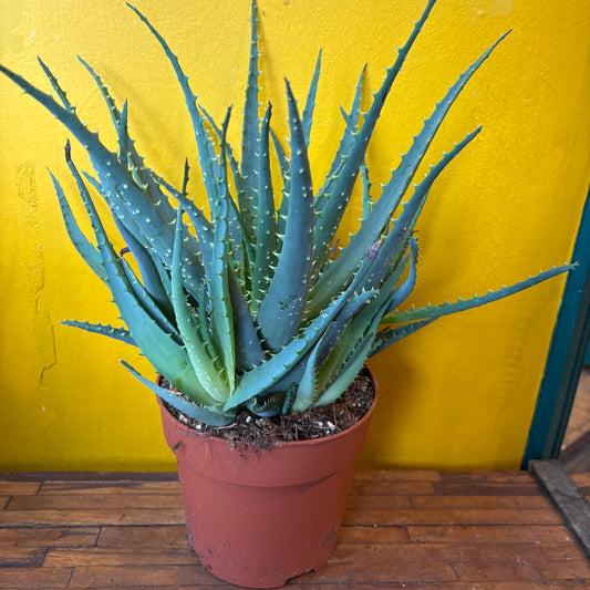 Aloe Tree/Candelabra - Large