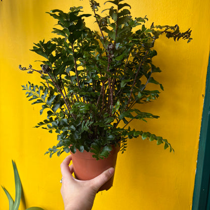 Fern 'Mahogany'- medium