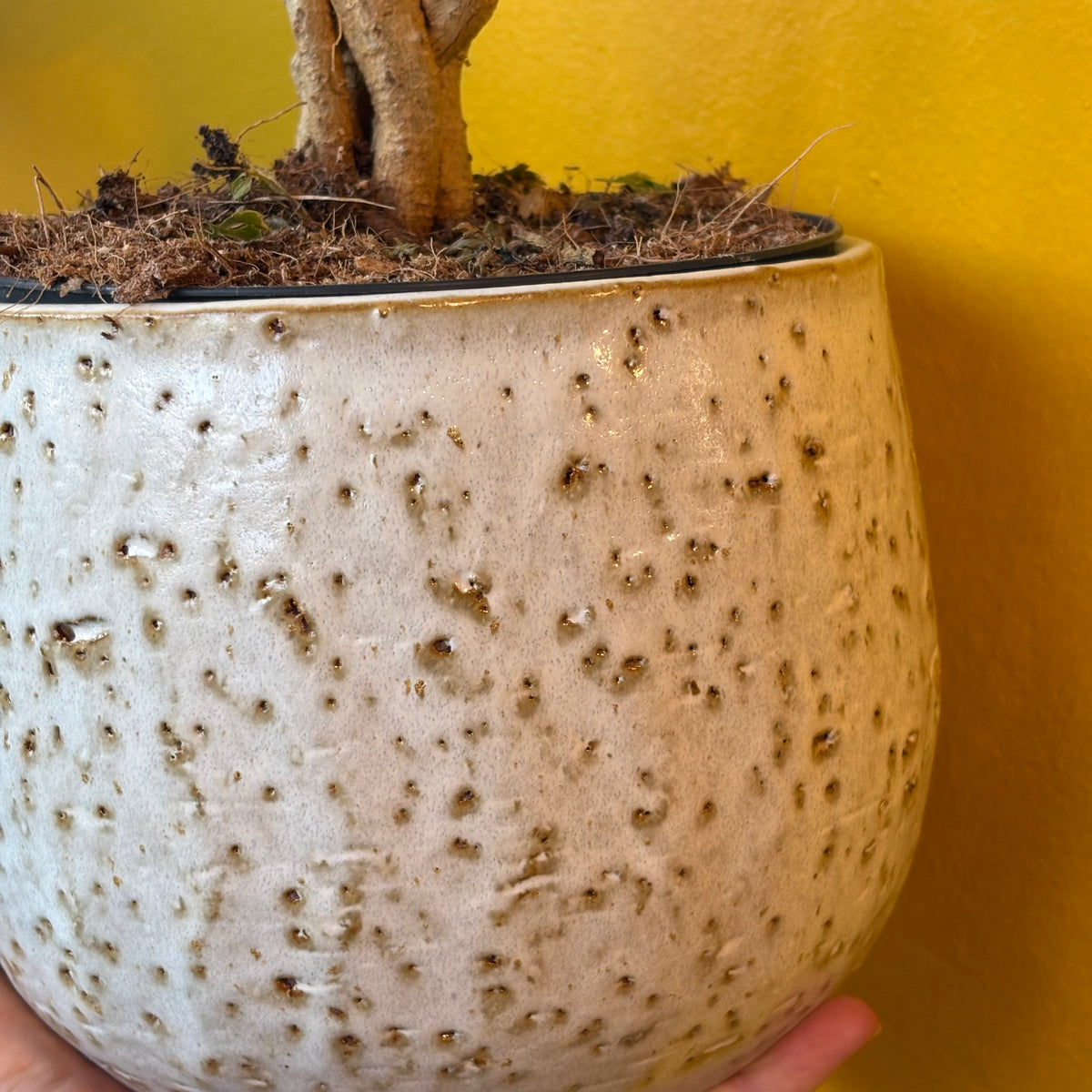 Pot - Nicolas (Taupe or Off-white)