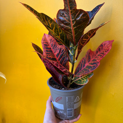 Croton 'Excellent' - Medium
