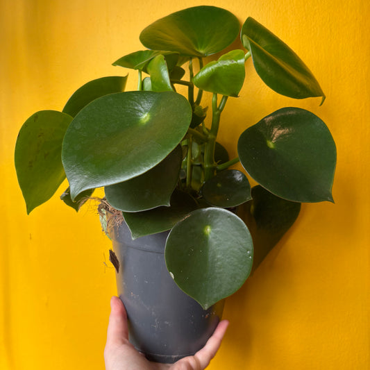 Raindrop Plant