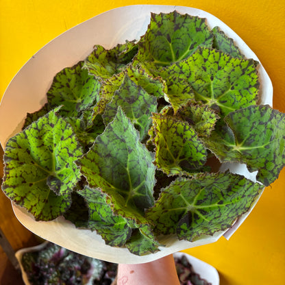 Begonia Rexs' - Large