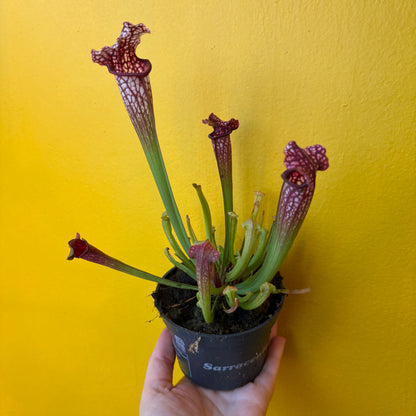 Carnivorous Pitcher Plant `Mississippi`- Medium