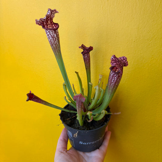 Carnivorous Pitcher Plant `Mississippi`- Medium