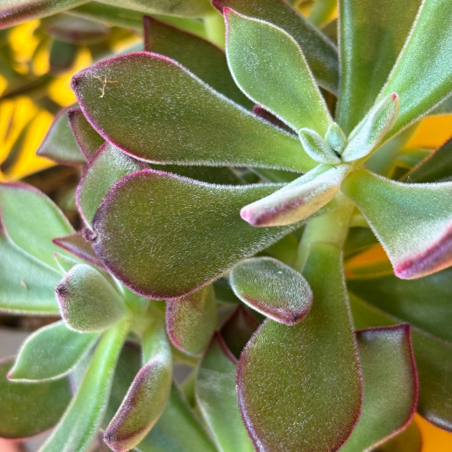 Echeveria pulvinata `Devotion`
