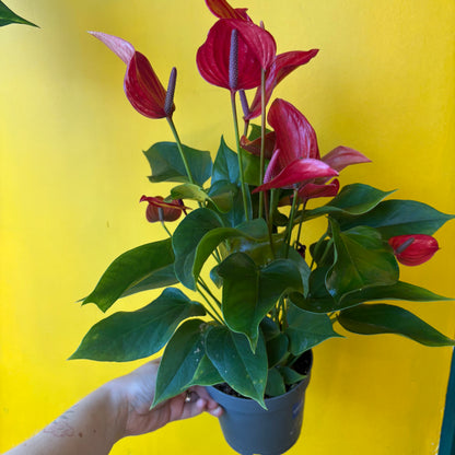 Flamingo Flower `Banderola Lava` - Medium
