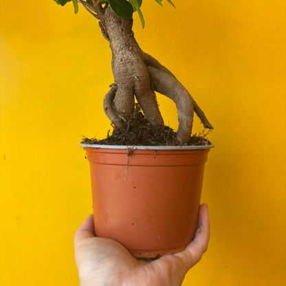 Ficus Ginseng - Small/Medium