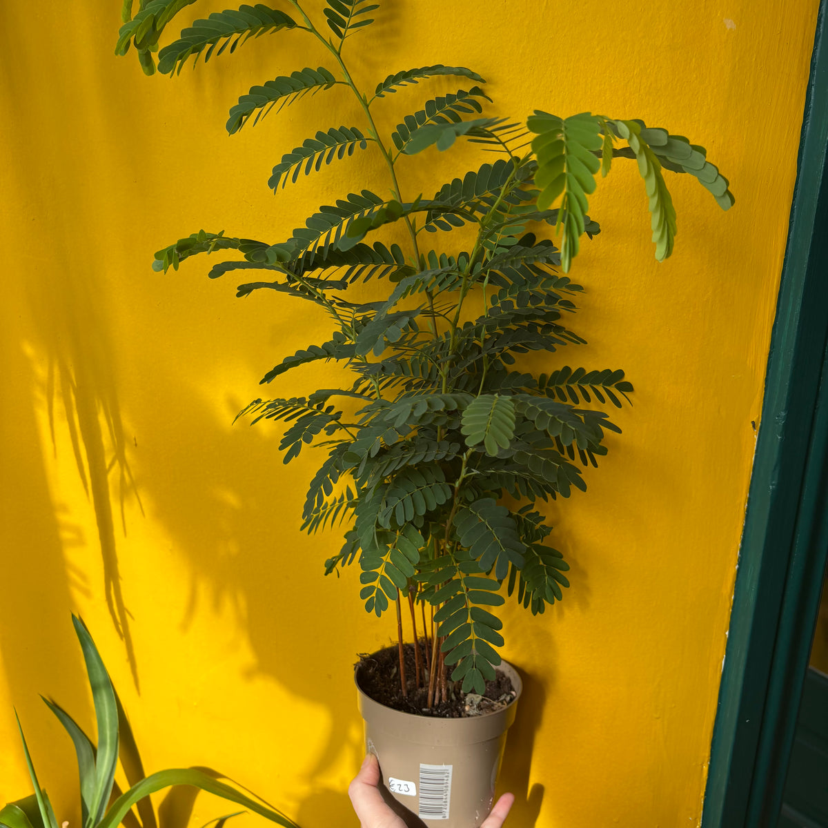 Tamarind Tree - Medium