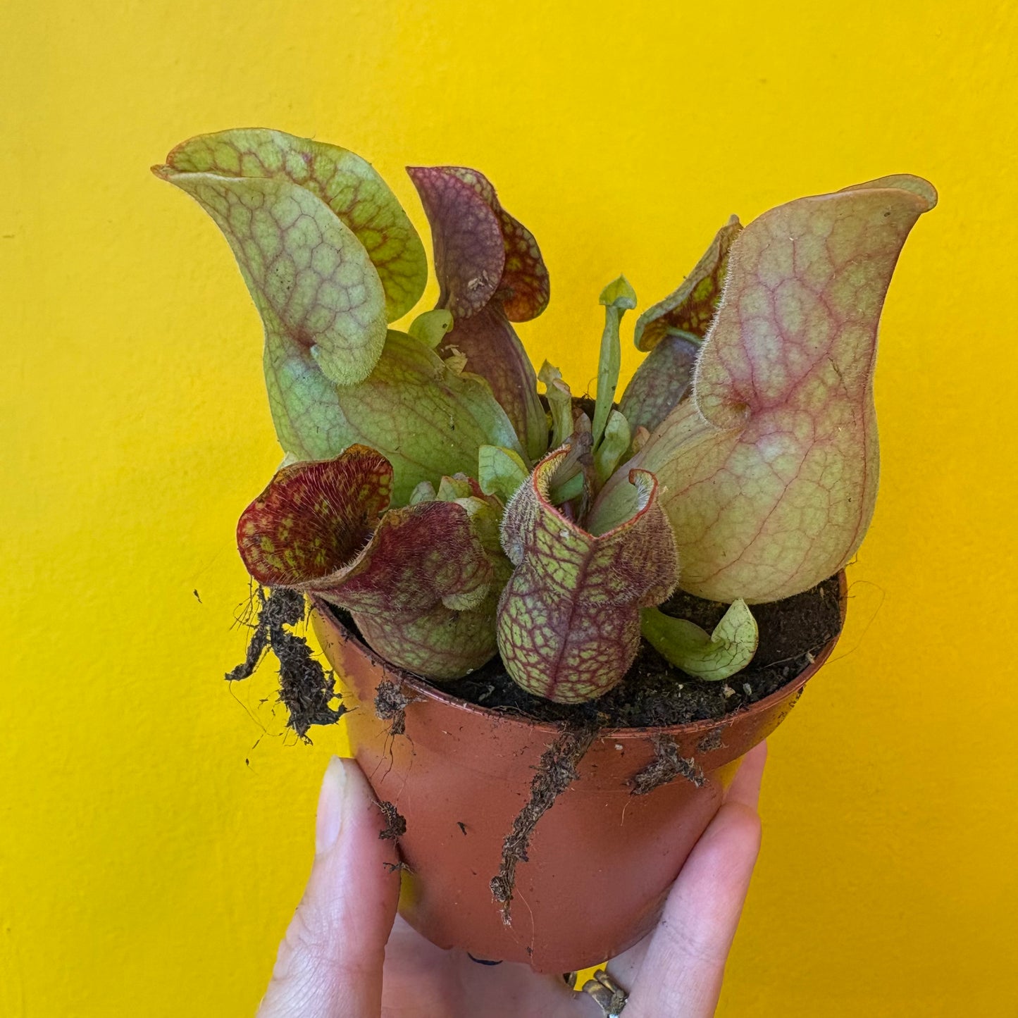 Carnivorous Pitcher Plant `Sylwia`- Small