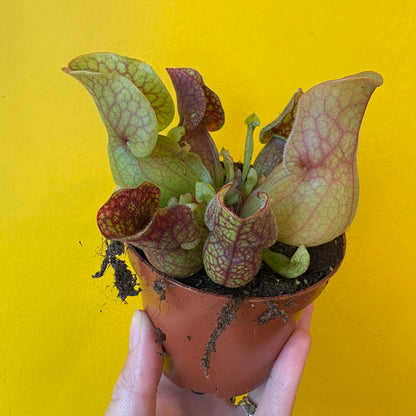Carnivorous Pitcher Plant `Sylwia`- Small
